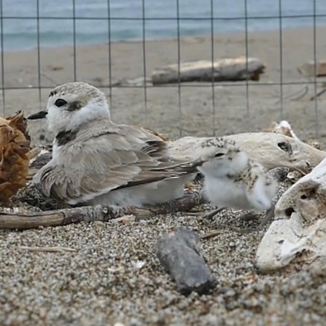 A fuzzy speckled plover chick stands behind a buff-colored plover that is sitting on the sand.