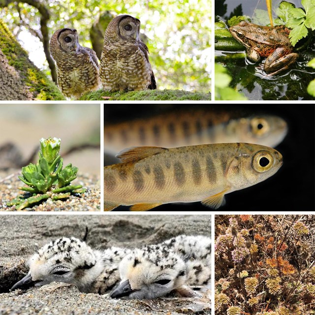 Collage featuring spotted owls, a red-legged frog, a beach layia, a young coho, and plover chicks.
