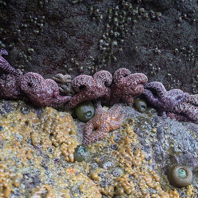 Many purple- and orange-colored sea stars and some sea anemones line a crevice on intertidal rocks.
