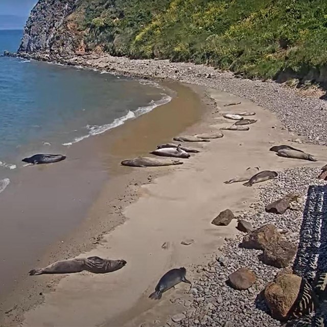 Seventeen elephant seals lounge on a sandy beach below coastal bluffs & a white fence on the right.