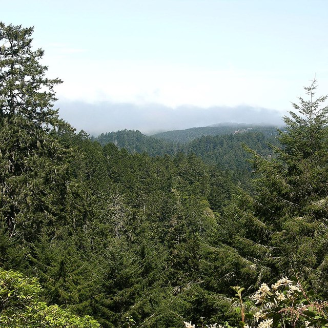 Coniferous trees blanket a valley and ridge as fog rolls in from the left.
