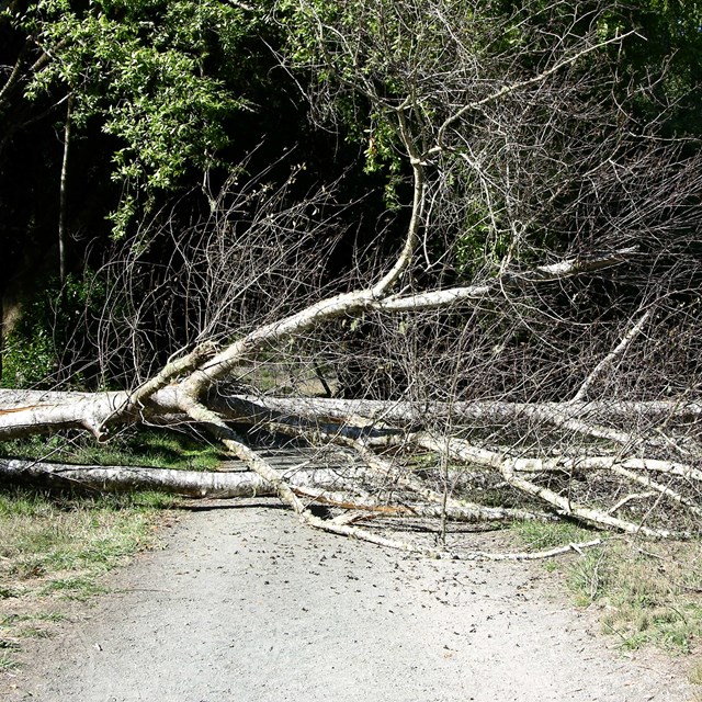 A medium-sized, leaf-less deciduous tree has fallen and blacks a gravel road through a forest.