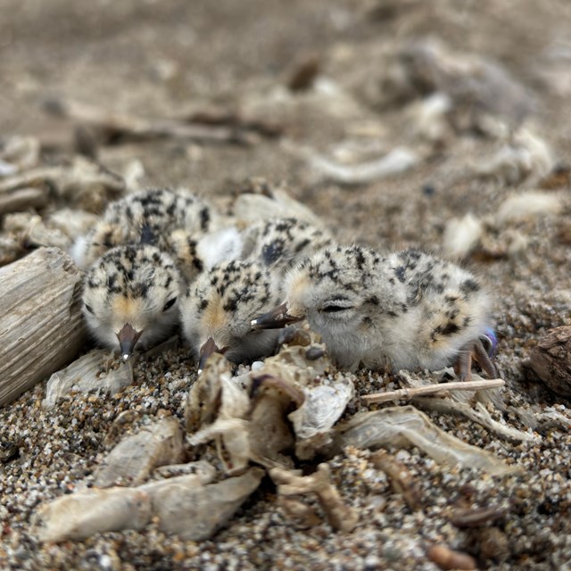 Three small black-speckled, beige-colored, newly-hatched shorebird chicks lying on a sandy beach..
