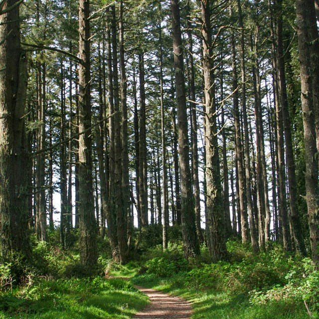 A single-track dirt trail bisects an expanse of green ferns and tall evergreen trees