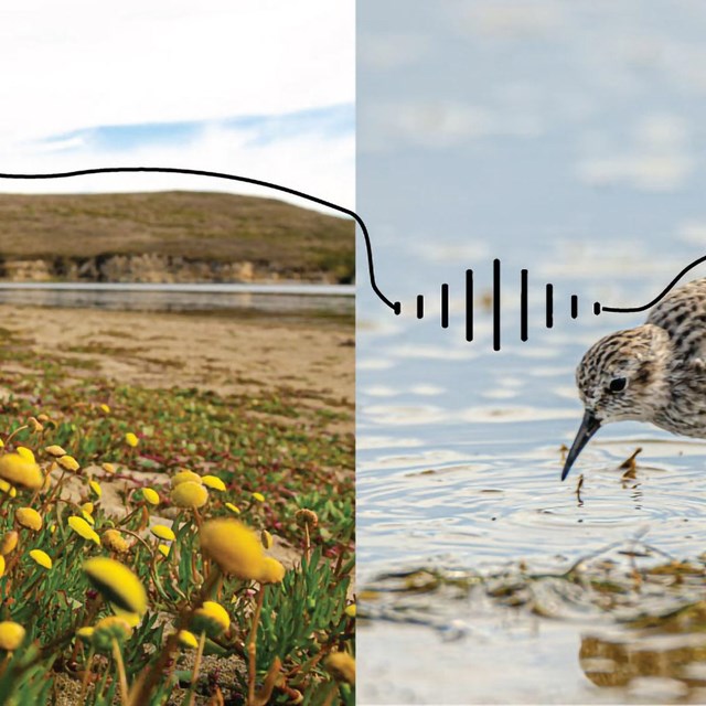 A line runs through photos of nature, twisting at points into symbols of sound, like a treble clef.