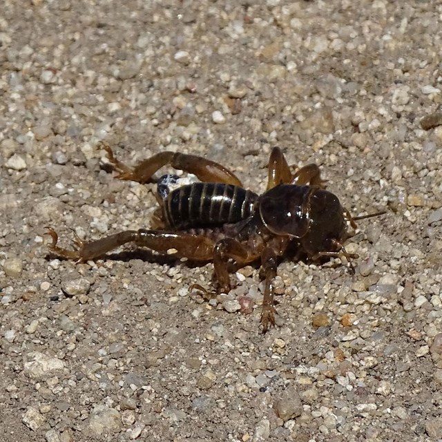 A large, brown cricket on coarse sand.