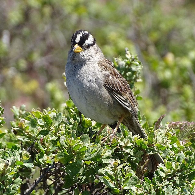 A small sparrow with a yellow bill, white and black stripes on its head, and a grayish-brown back.