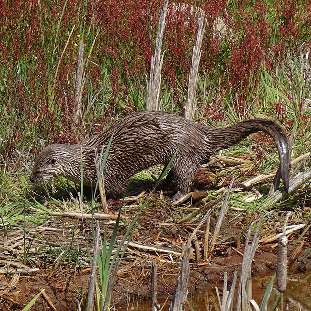 A brown-furred river otter stands on the shore of a wetland.