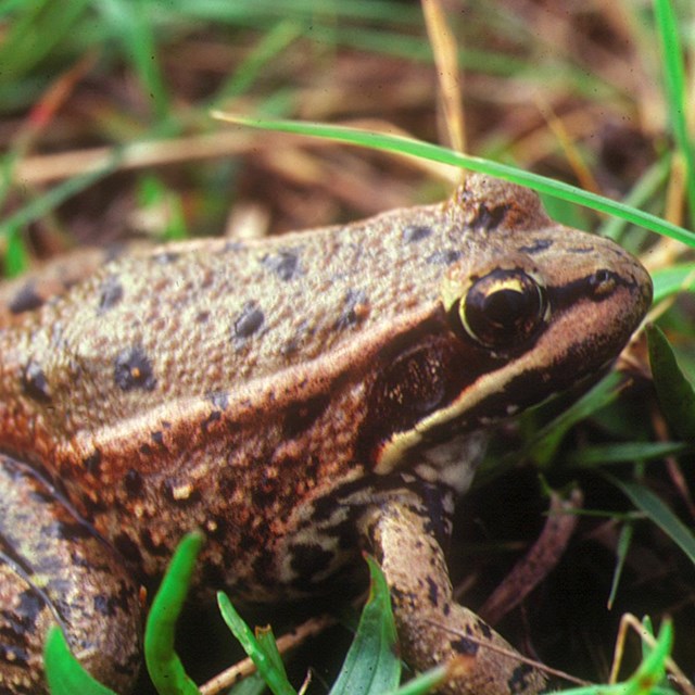 A medium-sized frog with black-spotted reddish skin.