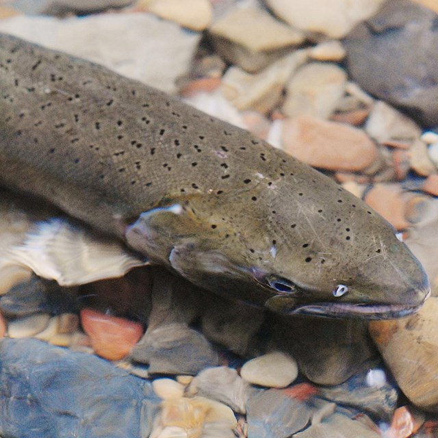A brownish-green salmon covered in black spots swims in shallow water.