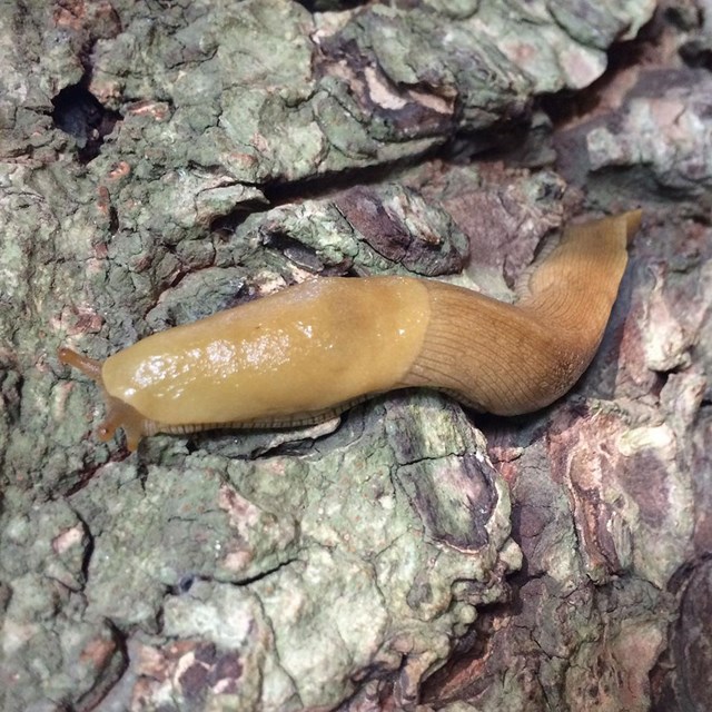 A dark yellow-colored slug crawls across the flaky bark of a tree.