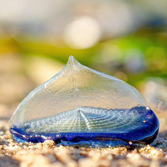 Otherworldly creature with a translucent, upright 