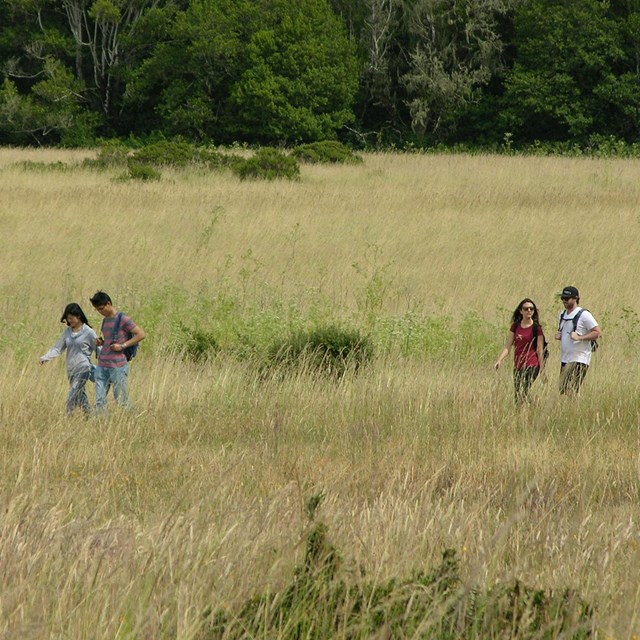 Two separate couples hiking through a meadow. 