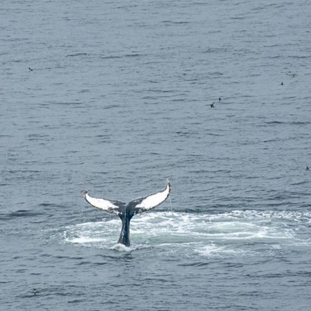 A humpback whale tail, dark grey and white, break the bubbly surface of the ocean. 