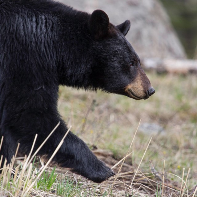 A black bear takes a step forward in grass with a boulder in the background.