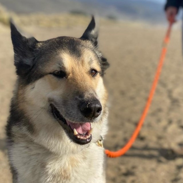 A dog with a light brown face and dark brown, large ears, on an orange leash on the beach