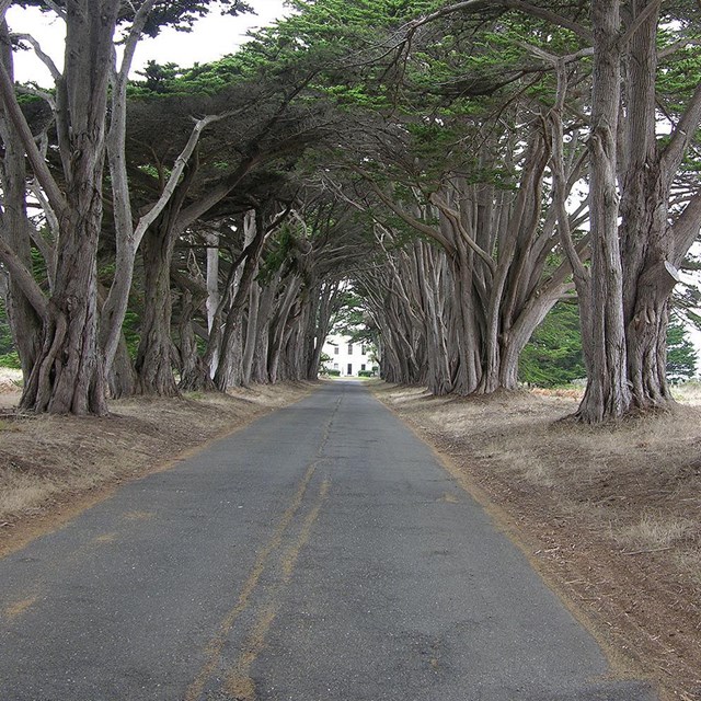 Wind-blown cypress trees lining a road leading to an art deco-style building.
