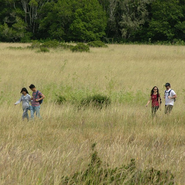 Two couples hiking through a meadow near the Bear Valley Trailhead.