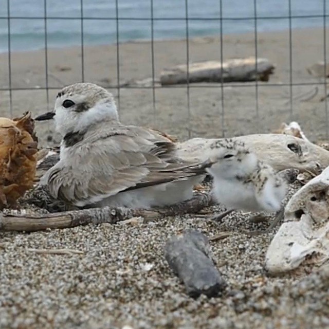 A fuzzy speckled plover chick stands behind a buff-colored plover that is sitting on the sand.