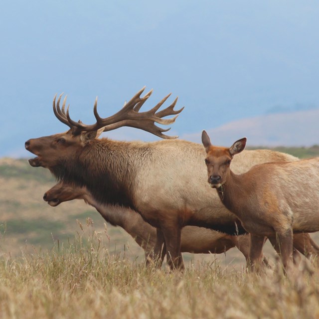 A bull tule elk flanked by two female elk.