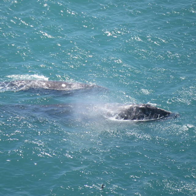 A gray whale and her calf come to the surface of the ocean and exhale.