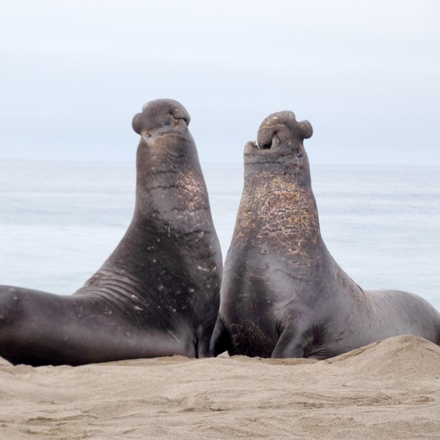Two large male elephant seals raise their heads and chests off the beach in preparation of a fight.