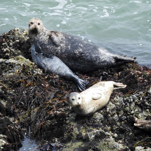 A few harbor seals lounge on a seaweed and mussel encrusted intertidal rock.