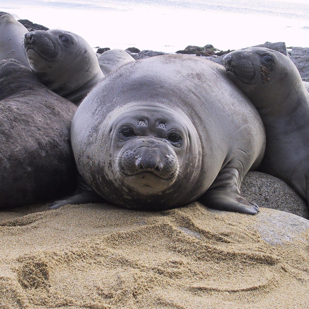 Many plump, gray elephant seal pups packed side-by-side on a sandy beach.