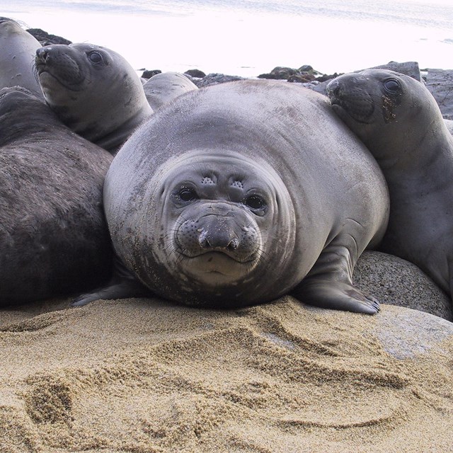 Many plump, gray elephant seal pups packed side-by-side on a sandy beach.