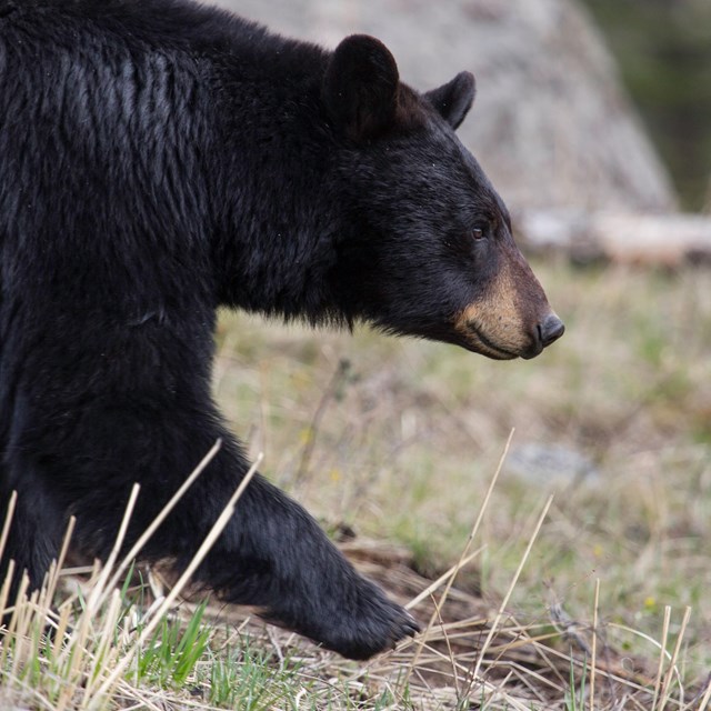 A black bear taking a step forward in a grassy meadow with a large gray boulder in the background.