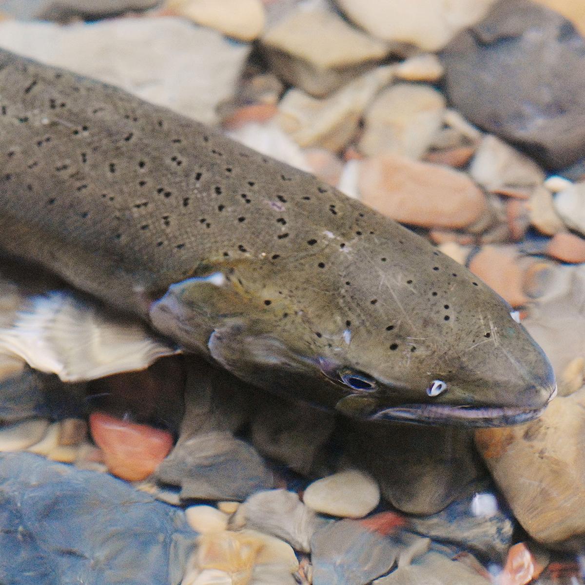 A grayish-green, black-spotted coho salmon swims in shallow water.