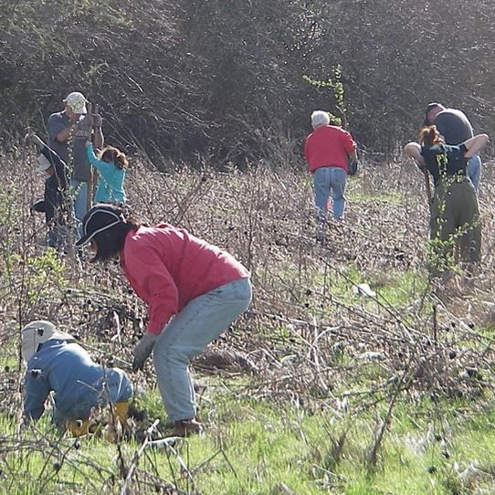 Stream Team volunteers planting oaks along Olema Creek.