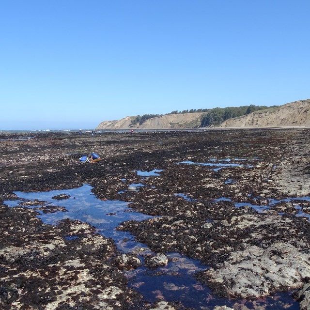 Several people in multiple groups explore an extensive rocky tide pool area.