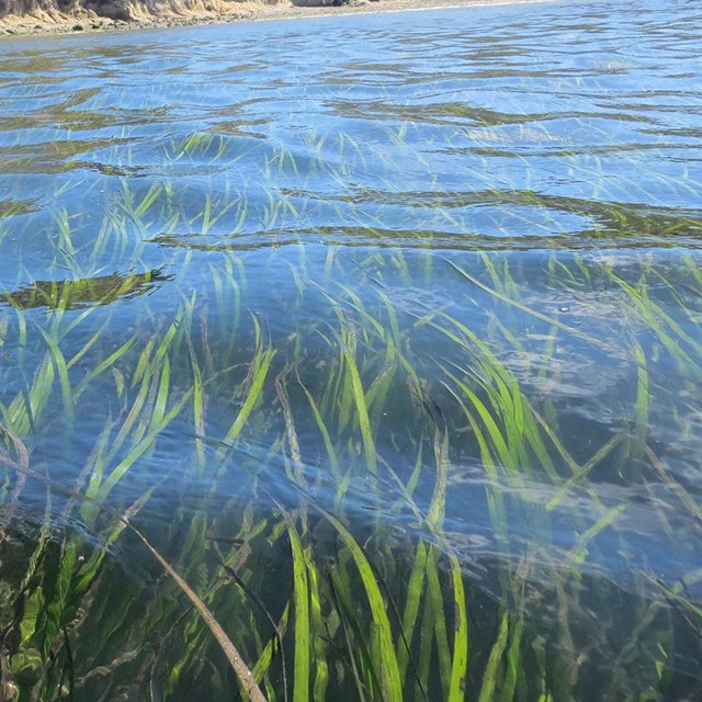 Eelgrass (a seagrass or 