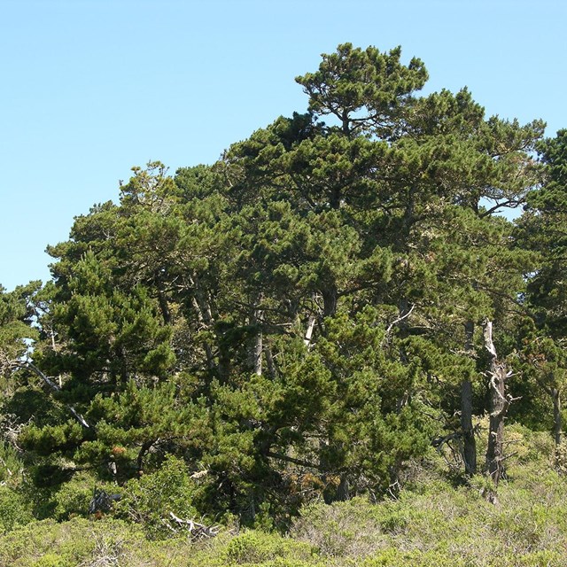 A small grove of pine trees surrounded by other vegetation.