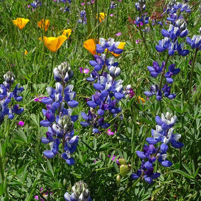 Small purple and orange wildflowers in a field of vibrant green grasses.