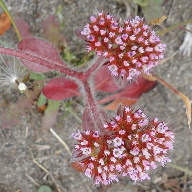 A shaggy-haired herb with basal leaves and rose-colored flowers.