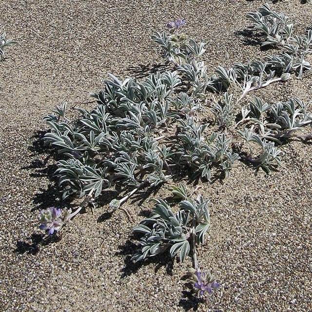 A low-growing lupine with purple flowers and grayish-green leaves surrounded by sand.