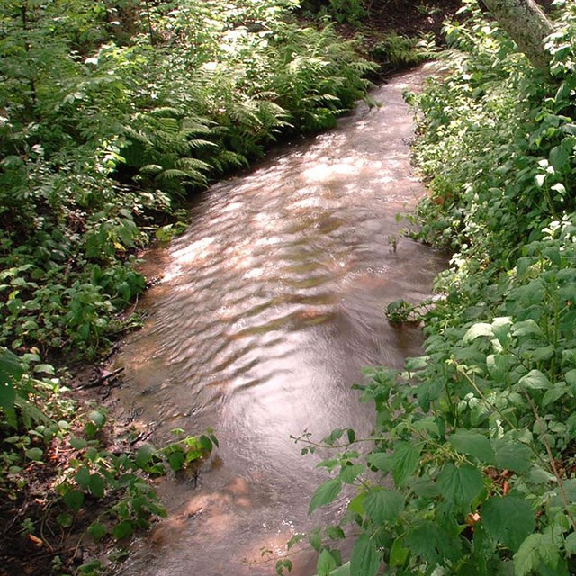A small stream winds its way among dense green vegetation in a forest.