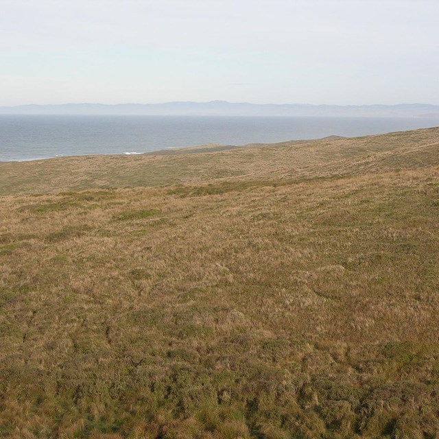 Green and tan grasses cover a slightly sloped hill adjacent to the ocean.