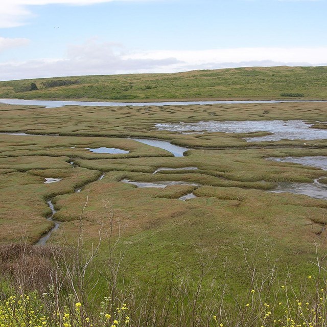 Ribbons of open water snake through wetland vegetation.