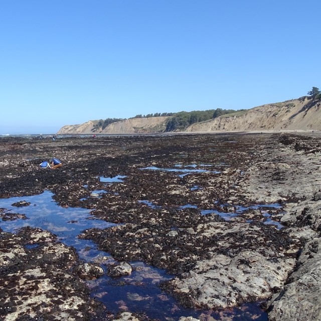 Several people in multiple groups explore an extensive rocky tide pool area.