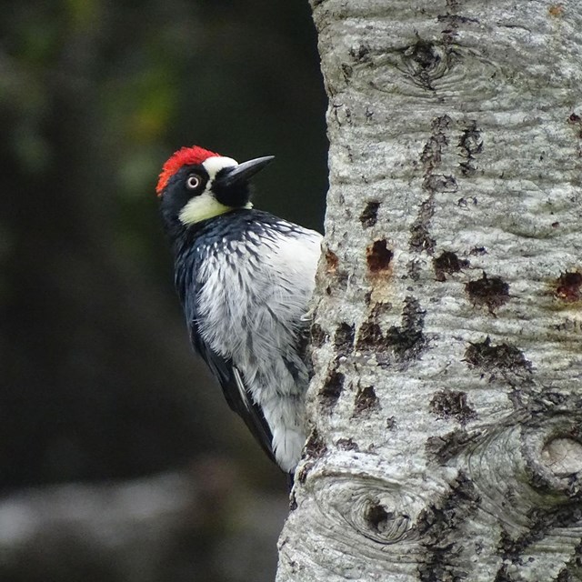 A woodpecker with a black back and head, a white forehead, throat, and belly, and a red cap.