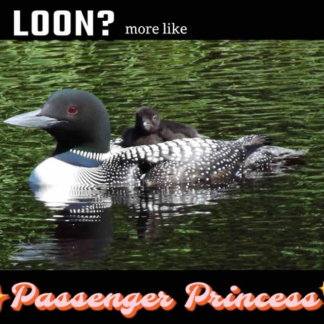 A large black and white bird with a small baby bird on its back in the water.