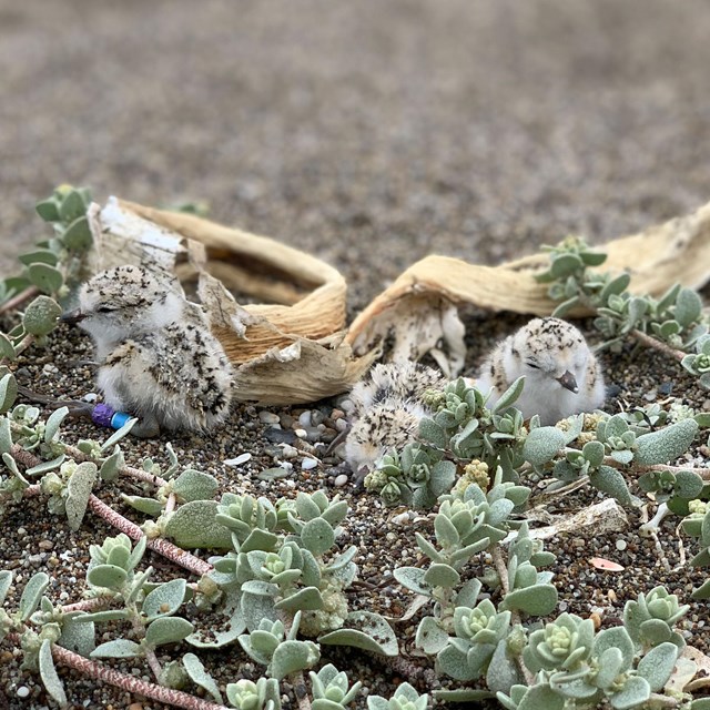 Three fluffy, light-tan, speckled-black plover hatchlings surrounded by light green vegetation.