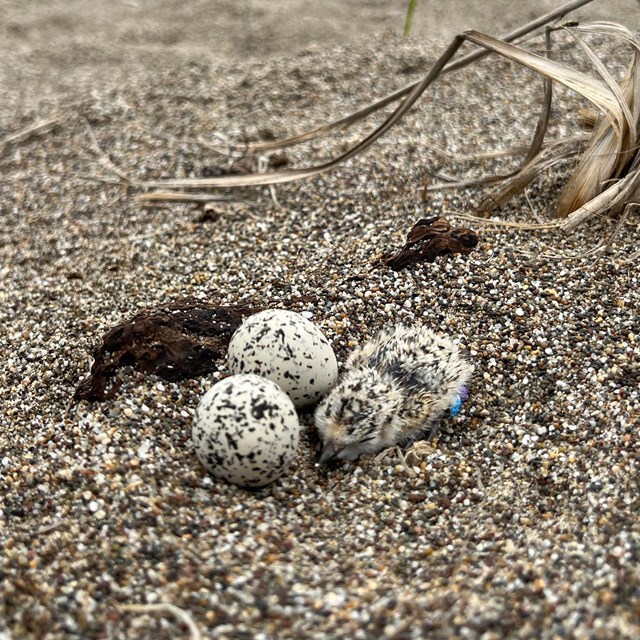 A small black-speckled, beige-colored chick next to two small black-speckled, beige-colored eggs.