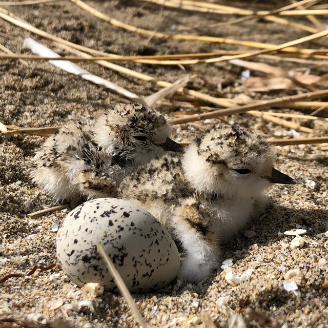 Two small black-speckled shorebird chicks and an unhatched tan-colored and black-speckled egg.