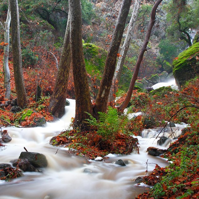 A small creek flows through a rocky, wooded, narrow valley with a floor covered in red leaves.