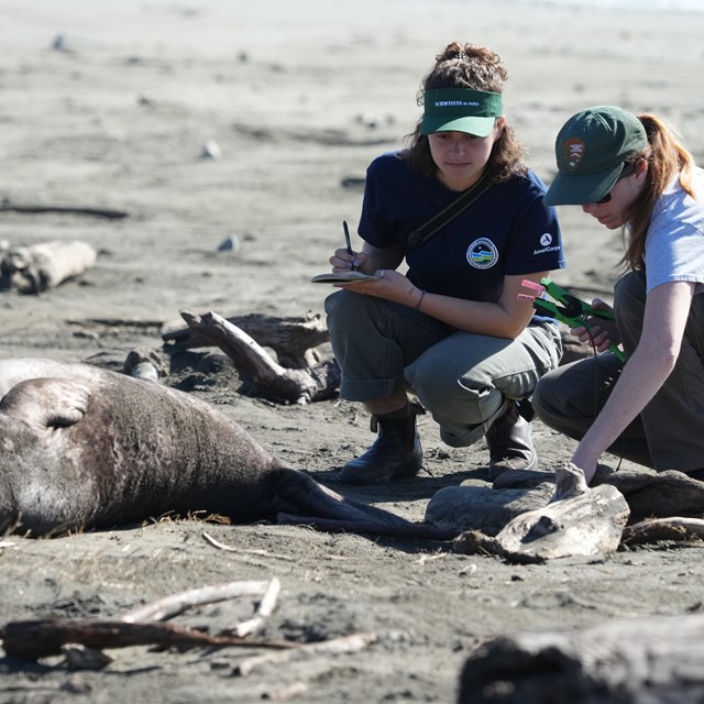 Two female park employees squat near the hind flippers of a young elephant seal lying on a beach.