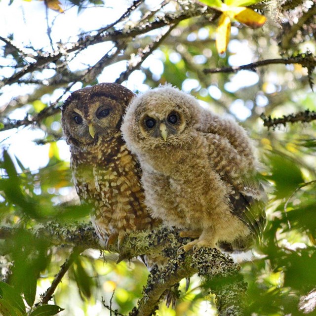 A brown owl with white spots perched in a tree with a fluffy owlet.